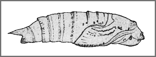 Pupa of Dahira chaochauensis. Image: Mell, 1922b