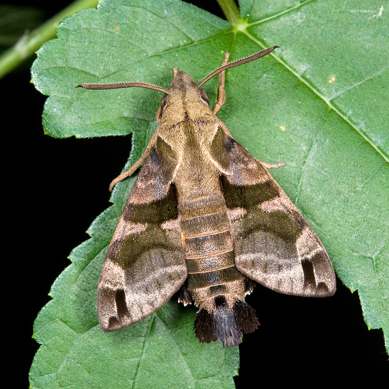 Adult Macroglossum ungues cheni, Lanyu Island, Taitung Hsien, Taiwan. Photo: &copy; Shipher Wu.