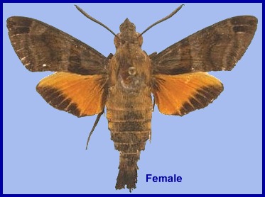 Female Macroglossum ungues. Photo: &copy; S.H. Yen