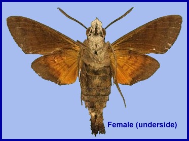 Female Macroglossum ungues (underside). Photo: &copy; S.H. Yen