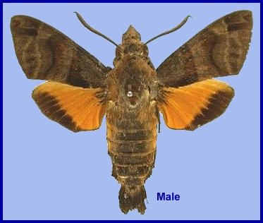 Male Macroglossum ungues. Photo: &copy; S.H. Yen