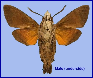 Male Macroglossum ungues (underside). Photo: &copy; S.H. Yen