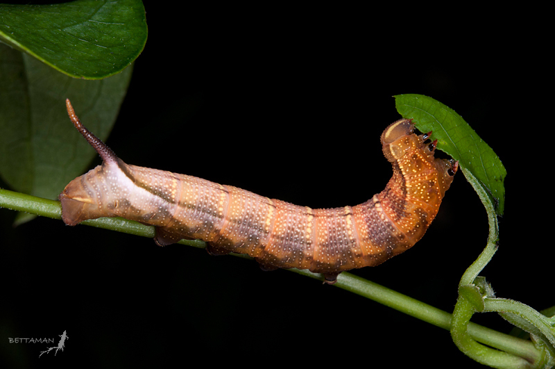 Final instar larva of Macroglossum ungues cheni, Lanyu Island, Taitung Hsien, Taiwan. Photo: &copy; Shipher Wu.