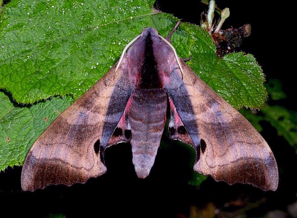 Male Marumba gaschkewitschii complacens, Jiucai Ling, Guizhou, China. Photo: &copy; Viktor Sinjaev
