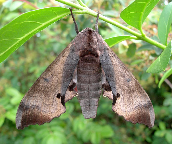 Female Marumba gaschkewitschii complacens, Sichuan, China. Photo: &copy; Tony Pittaway