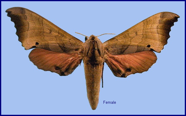 Female Marumba gaschkewitschii complacens. Photo: &copy; NHMUK