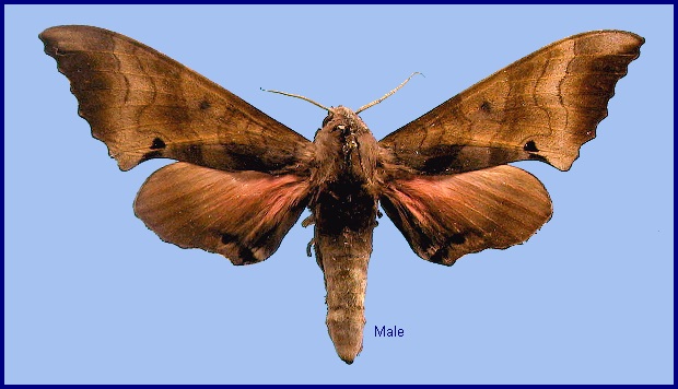 Male Marumba gaschkewitschii complacens. Photo: &copy; NHMUK