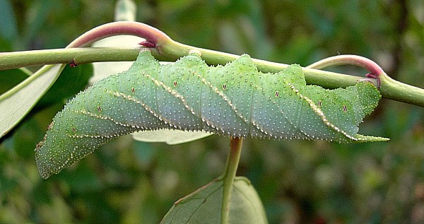 Full-grown green-grey form larva of Marumba gaschkewitschii complacens, Sichuan, China. Photo: &copy; Tony Pittaway