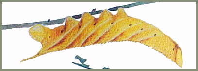 Full-grown yellow form larva of Marumba gaschkewitschii complacens. Image: Mell, 1922b