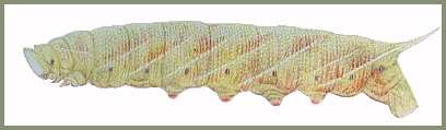 Full-grown pre-pupation form larva of Marumba gaschkewitschii complacens. Image: Mell, 1922b