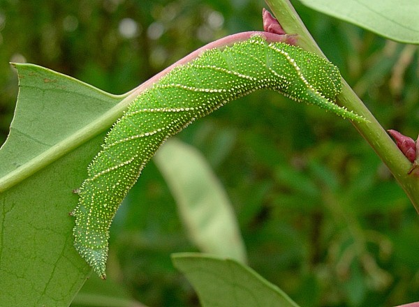 Penultimate instar larva of Marumba gaschkewitschii complacens, Sichuan, China. Photo: &copy; Tony Pittaway