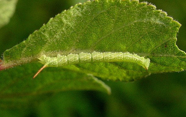 Second instar larva of Marumba gaschkewitschii complacens, Sichuan, China. Photo: &copy; Tony Pittaway