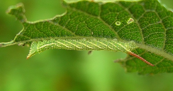 Early third instar larva of Marumba gaschkewitschii complacens, Sichuan, China. Photo: &copy; Tony Pittaway