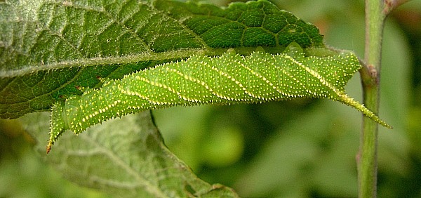 Fourth instar larva of Marumba gaschkewitschii complacens, Sichuan, China. Photo: &copy; Tony Pittaway