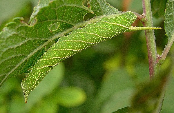 Fifth instar larva of Marumba gaschkewitschii complacens, Sichuan, China. Photo: &copy; Tony Pittaway