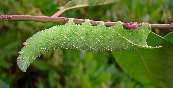Full-grown green form larva of Marumba gaschkewitschii complacens, Sichuan, China. Photo: &copy; Tony Pittaway