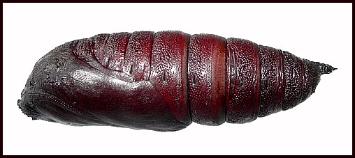 Pupa of Marumba gaschkewitschii complacens (lateral view), Sichuan, China. Photo: &copy; Tony Pittaway.