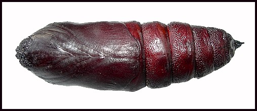 Pupa of Marumba gaschkewitschii complacens (ventral view), Sichuan, China. Photo: &copy; Tony Pittaway.