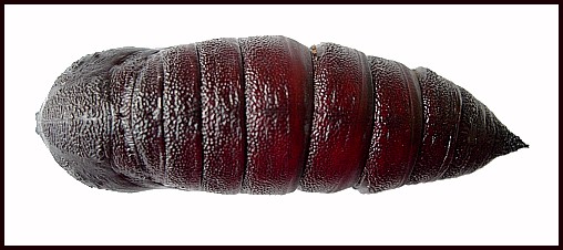 Pupa of Marumba gaschkewitschii complacens (dorsal view), Sichuan, China. Photo: &copy; Tony Pittaway.