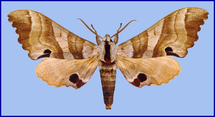Adult Marumba fenzelii connectens, Taiyue Shan, Shanxi, China. HOLOTYPE. Photo: &copy; Ian Kitching, MAKB