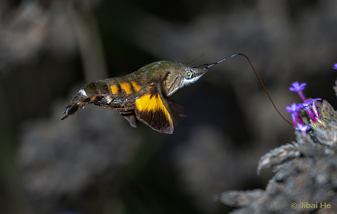 Adult Macroglossum corythus corythus feeding, Nanji Islands National Nature Reserve, Wenzhou, Zhejiang, China, 30.vii.2023. Photo: &copy; He JiBai.