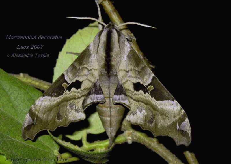 Adult Morwennius decoratus, Champasak Province, southern Laos, June 2007. Photo: &copy; Alexandre Teyni�.