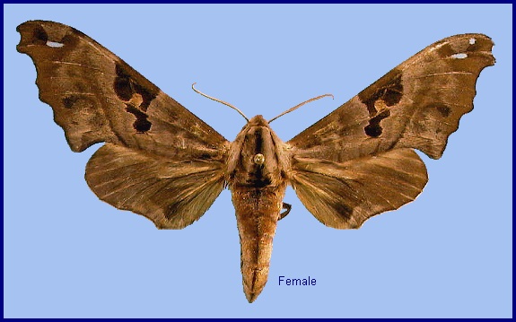 Female Morwennius decoratus. Photo: &copy; NHMUK