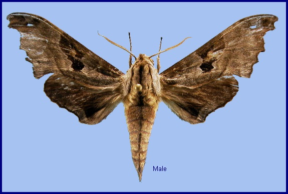 Male Morwennius decoratus. Photo: &copy; NHMUK
