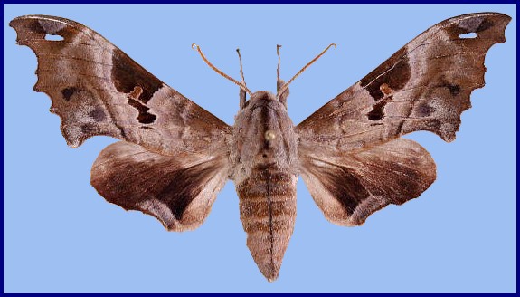 Male Morwennius decoratus, Mengla, Yunnan, China. Photo: &copy; Viktor Sinjaev.