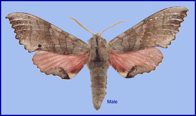 Fresh male Marumba gaschkewitschii gaschkewitschii f. discreta, &Ouml;v&ouml;-Hangaj Province, 20Km south of Khovd, Mongolia. Photo: &copy; Laszlo Ronkay