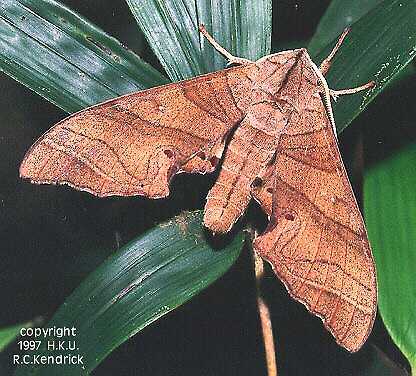 Resting adult of Marumba dyras oriens, Hong Kong. Photo: &copy; Roger Kendrick.
