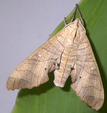 Male Marumba dyras oriens, China. Photo: &copy; Stephan Wils.