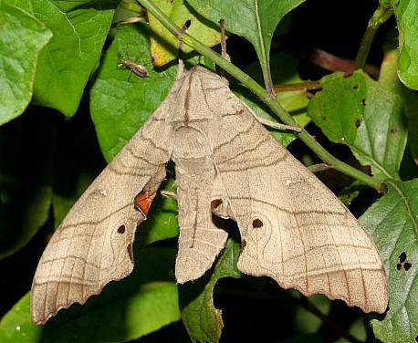 Male Marumba dyras oriens, Jiucai Ling, Guizhou, China. Photo: &copy; Viktor Sinjaev.