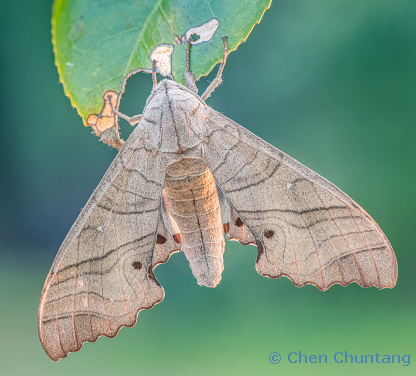 Male Marumba dyras oriens, Kuocang Mountain Nature Reserve, Zhejiang, China, 17.vii.2015. Photo: &copy; Chen Chuntang.