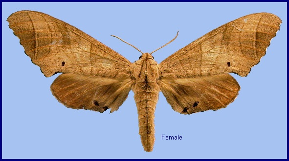 Female Marumba dyras oriens. Photo: &copy; NHMUK