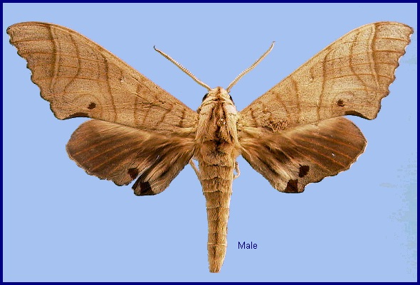 Male Marumba dyras oriens. Photo: &copy; NHMUK