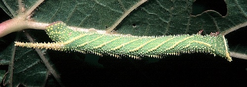 4th-instar green form larva of Marumba dyras oriens on Tilia. Photo: &copy; Tony Pittaway.