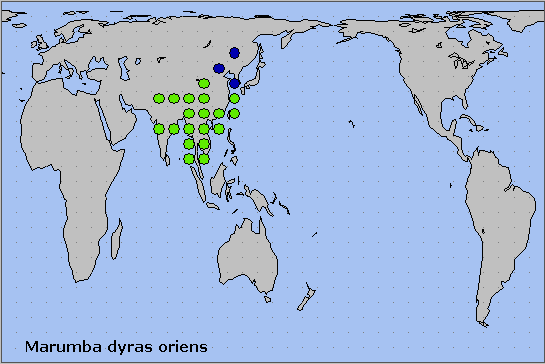 Global distribution of Marumba dyras oriens. Map: &copy; NHMUK.