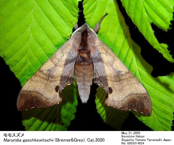 Resting Marumba echephron, Japan. Photo: &copy; Kenichiro Nakao.