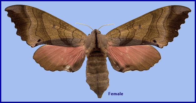 Female Marumba echephron. Photo: &copy; NHMUK