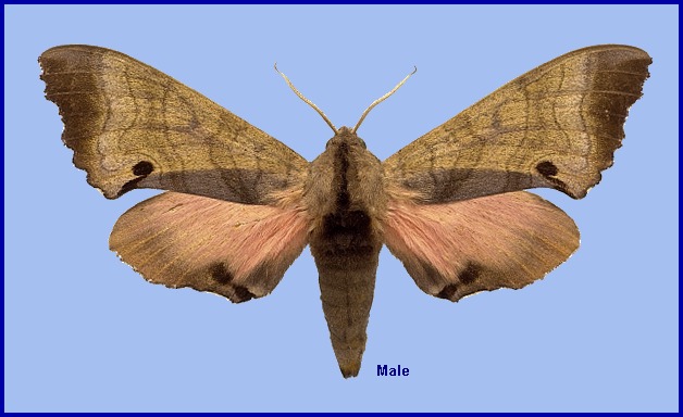 Male Marumba echephron. Photo: &copy; NHMUK