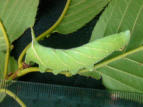 Full-grown green form larva of Marumba echephron, Japan. Photo: &copy; Kenji Yamamoto.