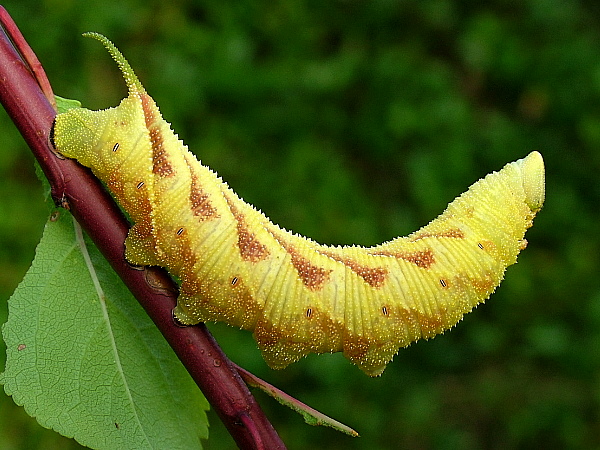 Full-grown yellow form larva of Marumba echephron, Tottori, Honshu, Japan. Photo: &copy; Sune Hauch.
