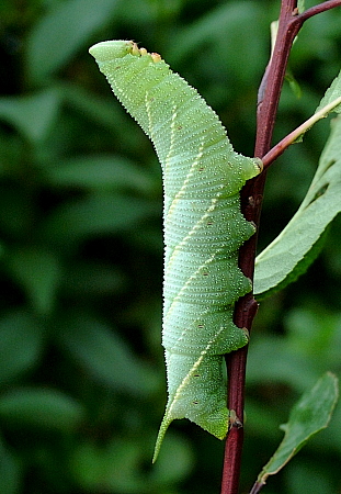 Full-grown green form larva of Marumba echephron, Tottori, Honshu, Japan. Photo: &copy; Sune Hauch.