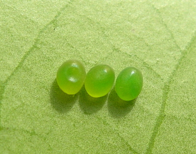 Egg of Marumba echephron, Japan. Photo: &copy; Tony Pittaway.
