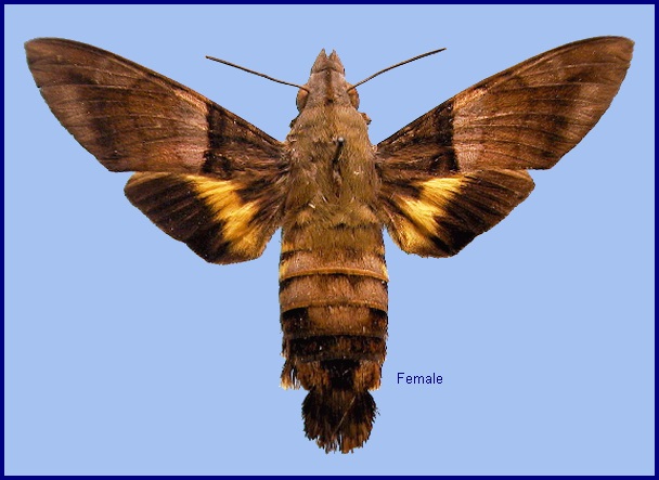 Female Macroglossum faro faro. Photo: &copy; NHMUK