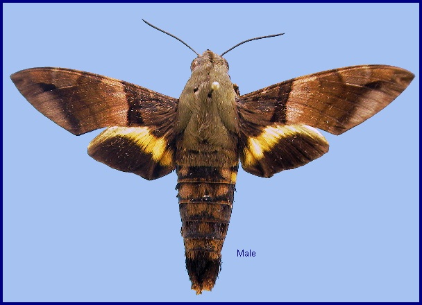 Male Macroglossum faro faro. Photo: &copy; NHMUK