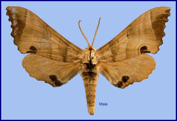Male Marumba fenzelii fenzelii. Photo: &copy; NHMUK