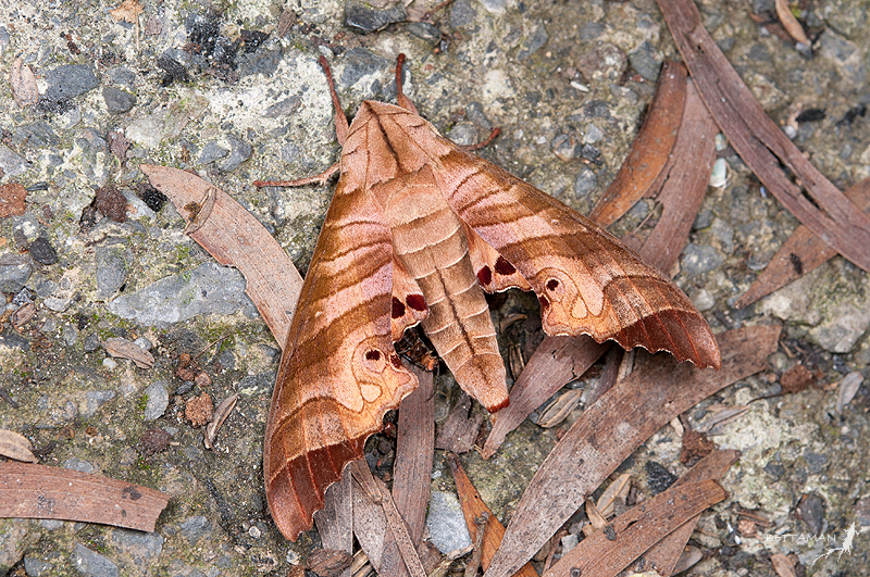 Adult Marumba saishiuana formosana, Dongpu (1200m), Nantou Hsien, Taiwan. Photo: &copy; Shipher Wu.
