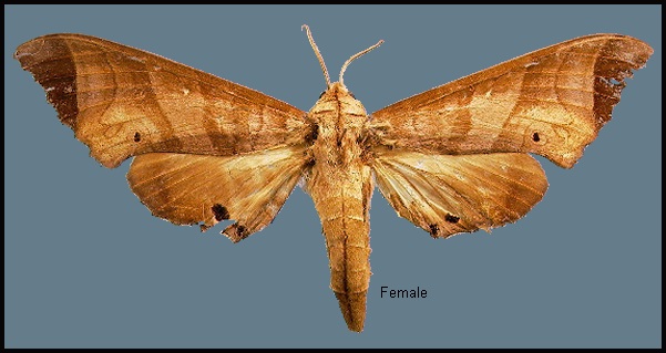 Female Marumba saishiuana formosana. Photo: &copy; NHMUK